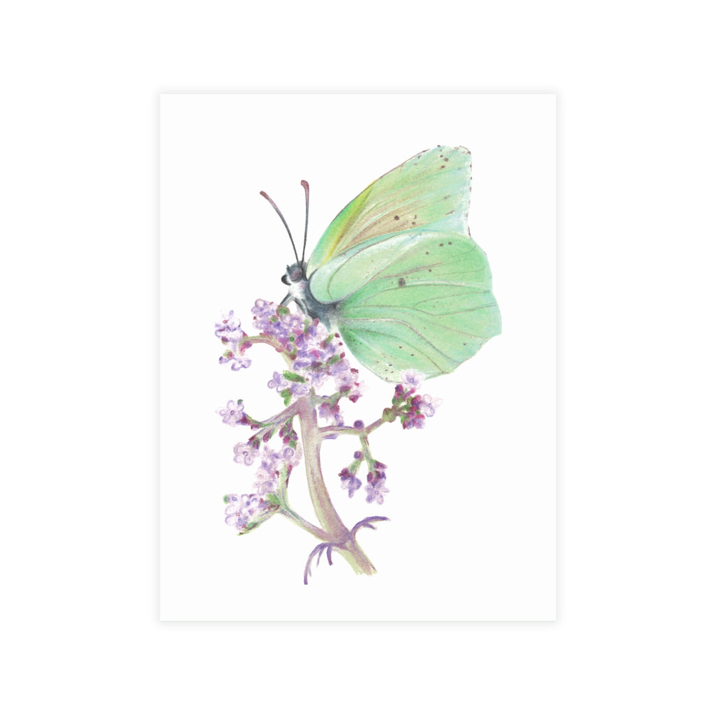 Butterfly Postcard Bundles (envelopes not included)