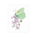 Butterfly Postcard Bundles (envelopes not included)