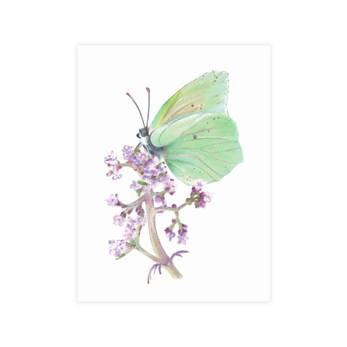 Butterfly Postcard Bundles (envelopes not included)