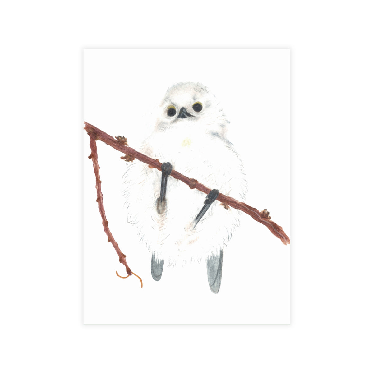 Long-Tailed Tit Postcard Bundles (envelopes not included)